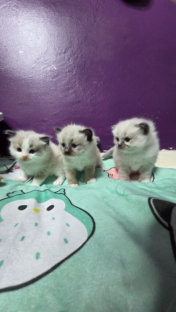 Ragdoll kittens *3 STILL AVAILABLE &pound;400*