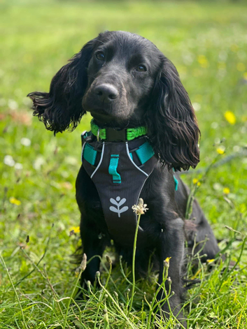 Dog sitting walking and more
