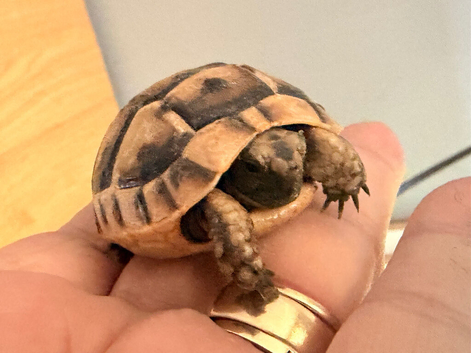 Spur thigh hatchlings