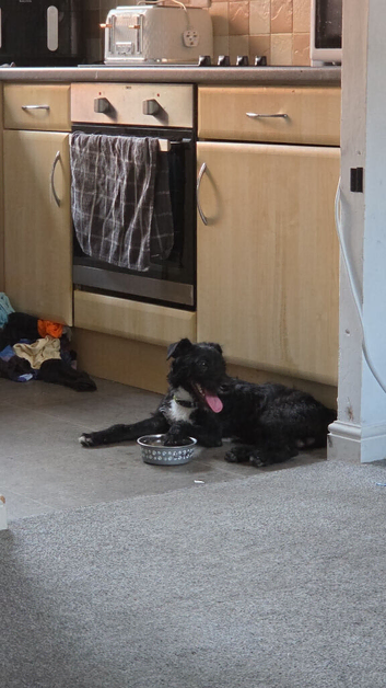 8 month old patterdale terrier