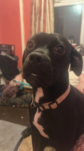 Female staffy cross frenchie black and white