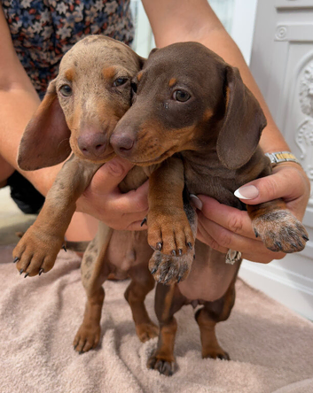 Miniature dachshund puppies