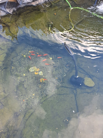 X 11 pond fish