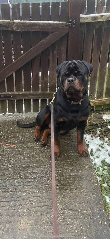 Stunning Rottweiler pups available