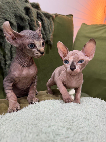 Male elf Sphynx kitten