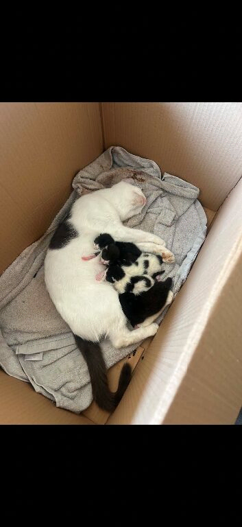 8 beautiful kittens for sale