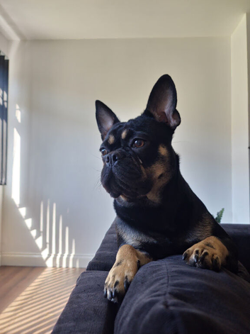 2yr old female Frug available now!!!