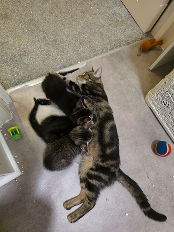 Female black kitten