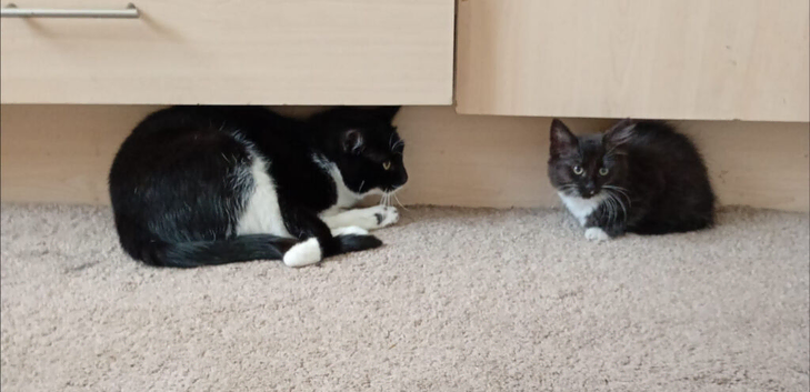 One playful female kitten left