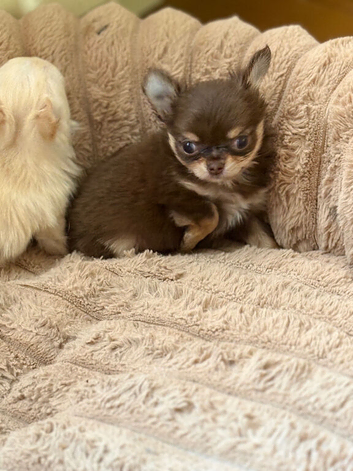 Chocolate longhaired female pup (last in litter)