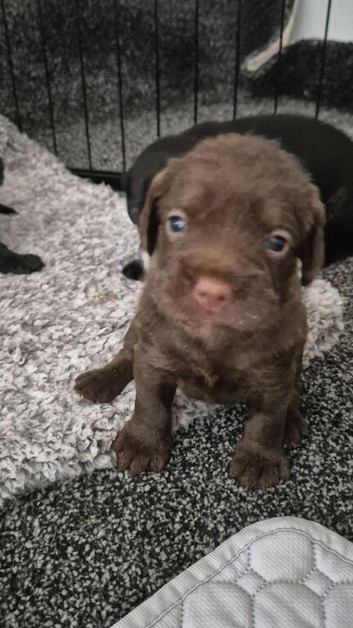 Cockapoo puppies for sale