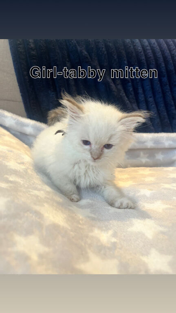 4 ragdoll kitten available to leave now &pound;500