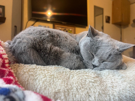 Two lovely super friendly cats