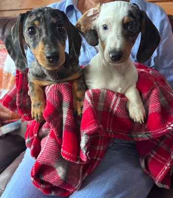 Beautiful dachshund puppy&rsquo;s