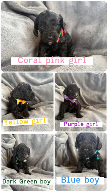 Beautiful cockapoo puppies for sale