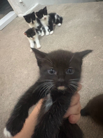 beautiful black and white kittens