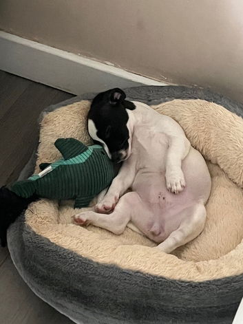 Jack Russell x Chihuahua
