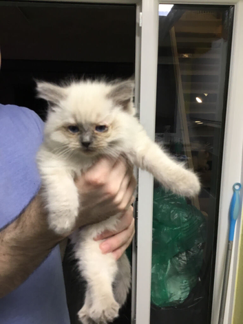Ragdoll kittens