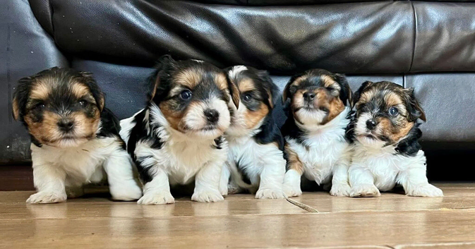 Biewer terrier puppies