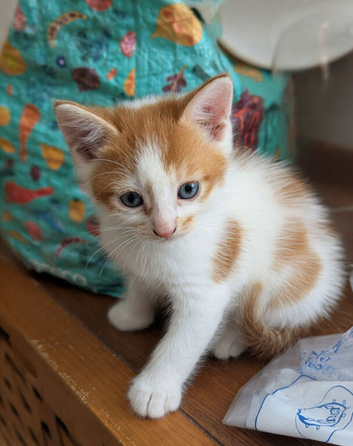 Ginger and white kitten last of litter