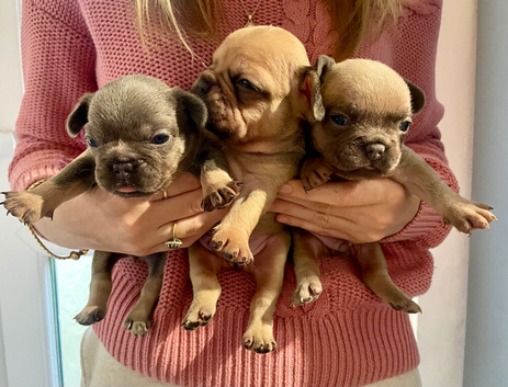 Lilac/cream,platinum & fawn frenchie puppies