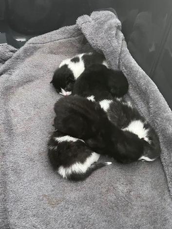 5 kittens mixed breed