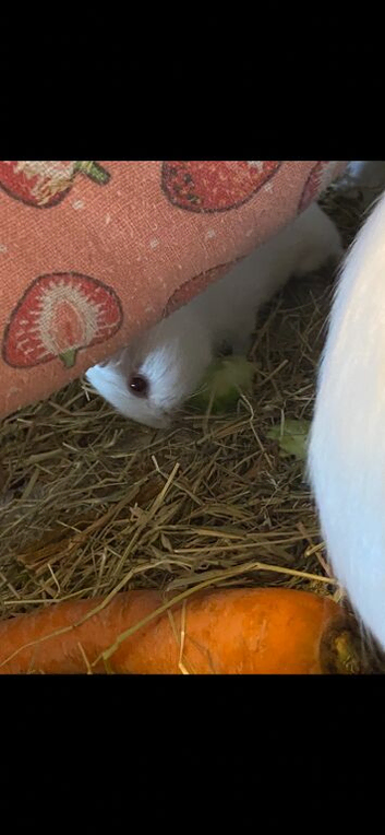 Father and son Guinea-pigs for sale