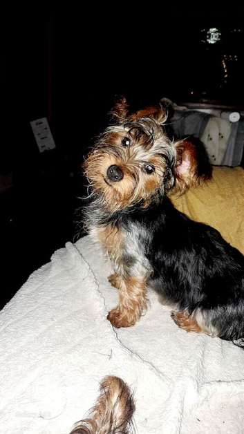 12 week old female Yorkshire terrier puppie
