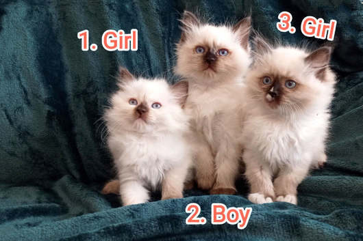 Ragdoll kittens. Ready for their new homes