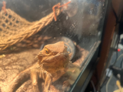Male and female bearded dragon