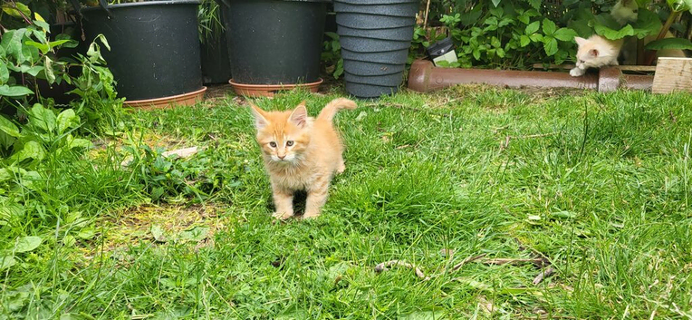 5 kitten needs a new home un 2 weeks