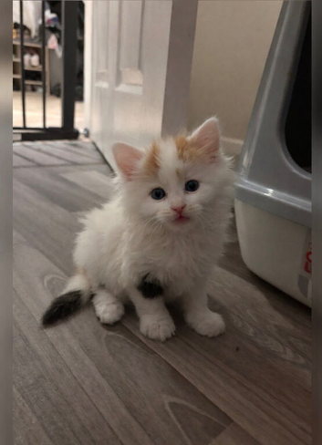 Turkish van kitten