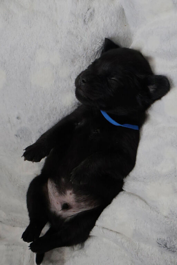 Labrador x fluffy French bulldog