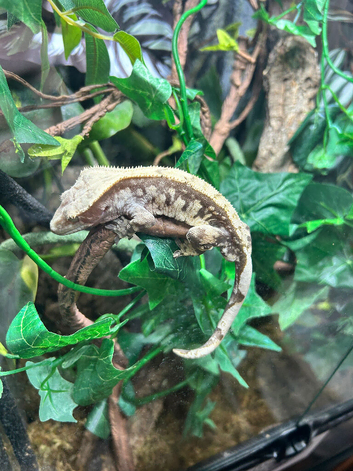 Cream extreme harlequin crested and full set up