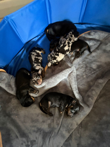 Kc miniature sausage dogs