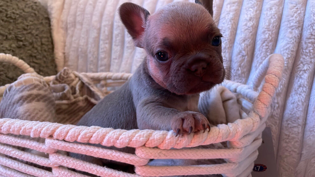 Lilac/cream,platinum & fawn frenchie puppies