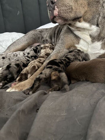 Beautiful Labrador and American Bull Dog Cross