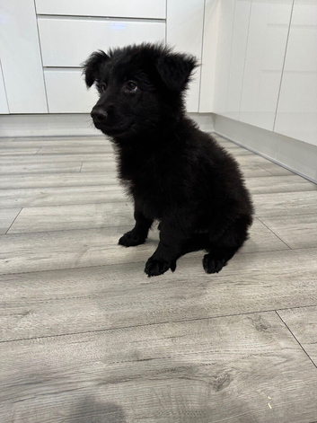 German shepherd puppies