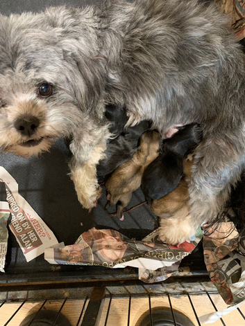 Adorable Lhasa Apso puppies for sale
