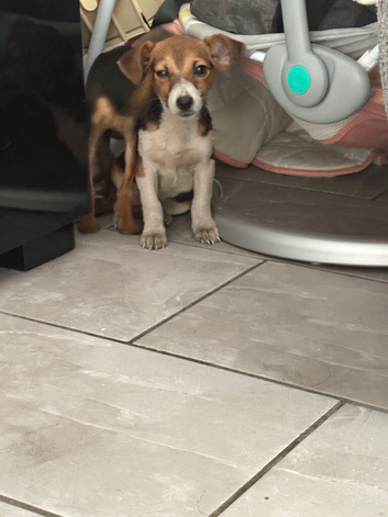 JACK RUSSELL PUPPIES