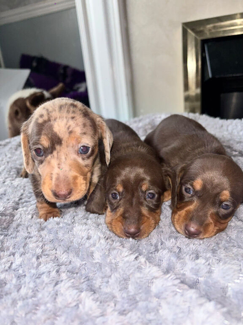 Kc registered Miniature dachshunds health clear