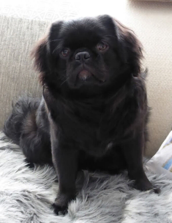 FLUFFY PUG STUD carries every colour Inc husky