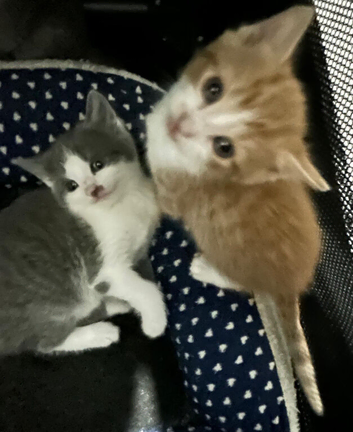 TABBY TUXEDO KITTENS FOR SALE