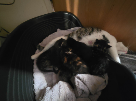 Kittens will be ready July17th