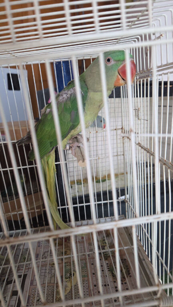 Alexander pair