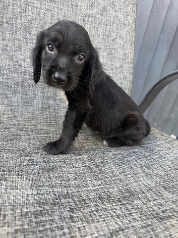 cocker spaniel puppies for sale