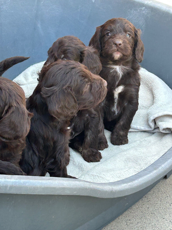 Beautiful cockapoo puppies &pound;995