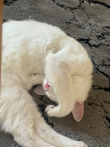Beautiful 4-Month-Old Male Turkish Angora Kitten for Sale
