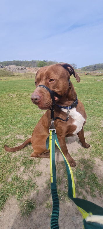 Mastador