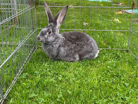 Dark grey Netherlands dwarf female